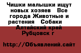   Чишки-малышки ищут новых хозяев - Все города Животные и растения » Собаки   . Алтайский край,Рубцовск г.